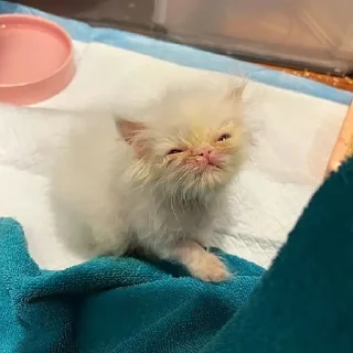 😴