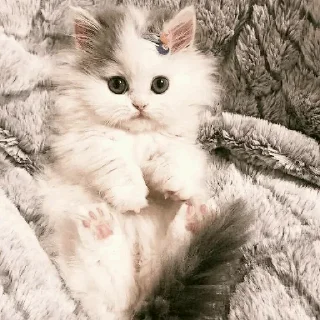 🐾