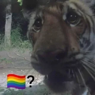 🏳️‍🌈