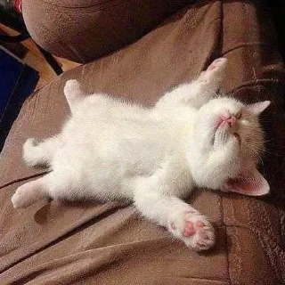 😴
