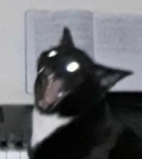 😾
