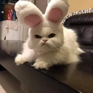 cats mood :: @fStikBot