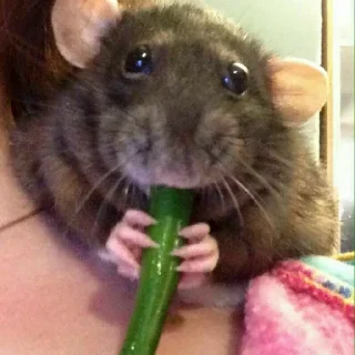 🥒