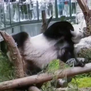 🐼