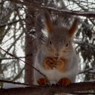 🤩