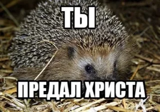 🦔