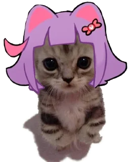 🐱