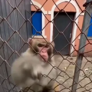 🦧