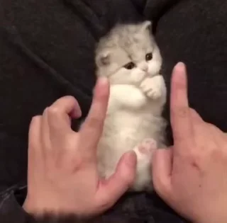 🌟