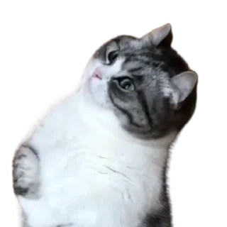 😺