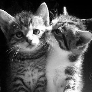 😺