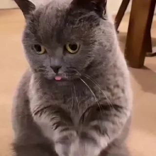🤩