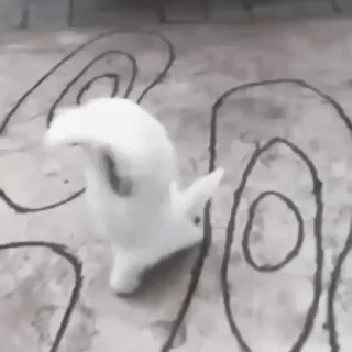 🐇