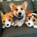 🐶