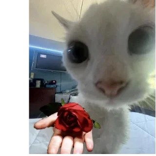 🌹