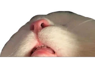 🛌