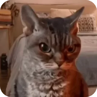 😡