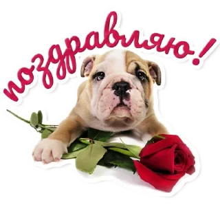🌹