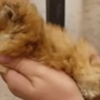 🐈‍⬛