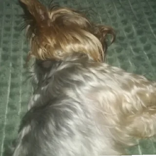 😴