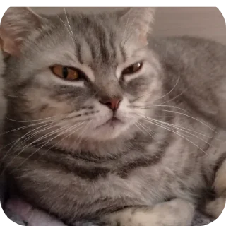 🐱