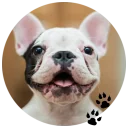 🐶