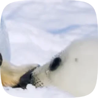 🦭