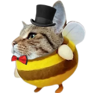 🐱