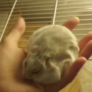 🐭