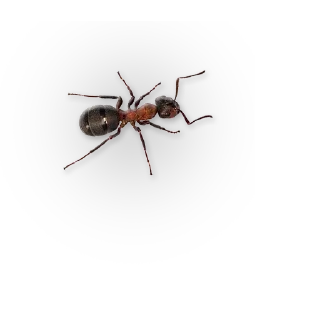 🐜
