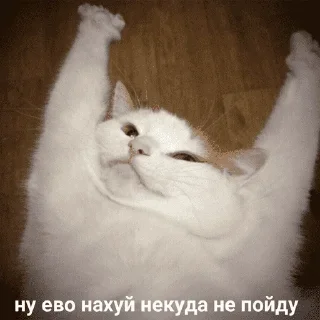 😺
