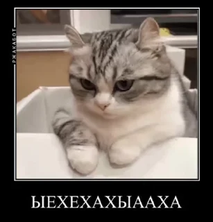 🤣