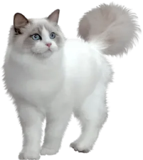 🐈