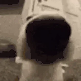 🐶