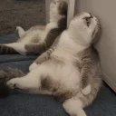😴