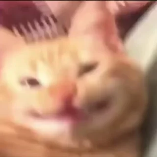 🐈‍⬛