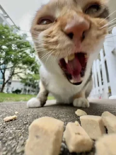 🌟