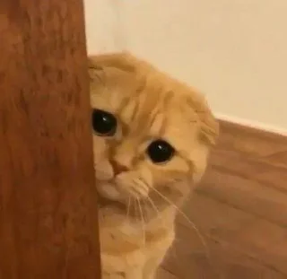 🥺
