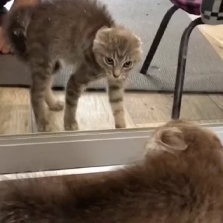 🐈