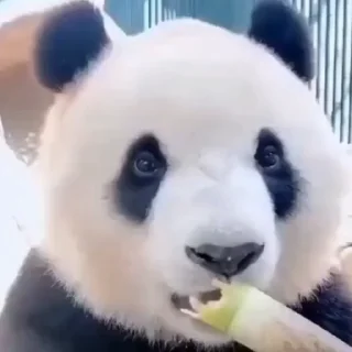 🍽