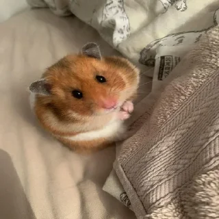 🐹