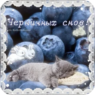 Котячие открытки