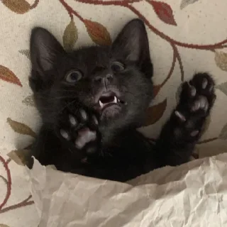 😺
