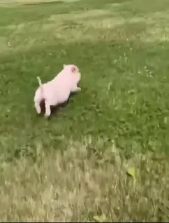 🐷