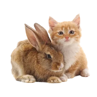 🐱
