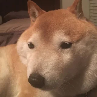 🐶