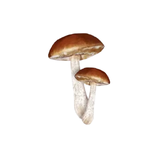 🍄