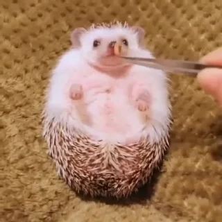 🦔