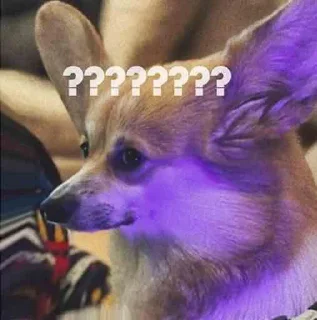 🐶