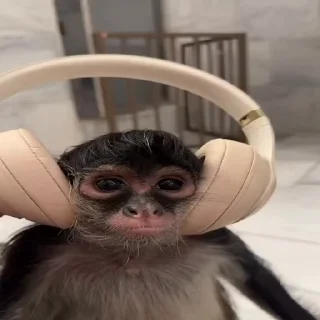 🎧